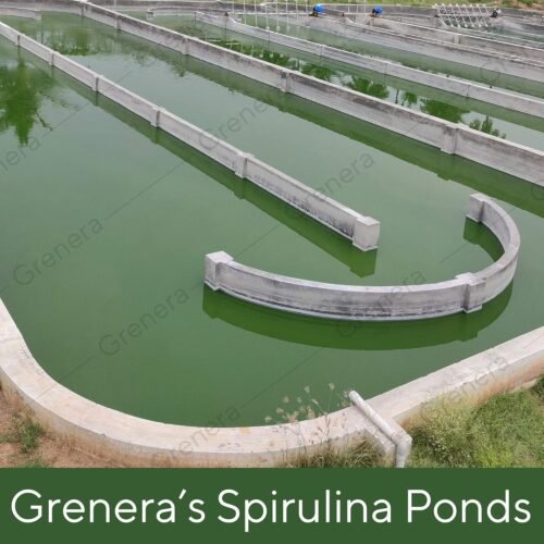 Grenera Spirulina Superfood Tablets 120 nos (1000 mg Per Serving) Pure